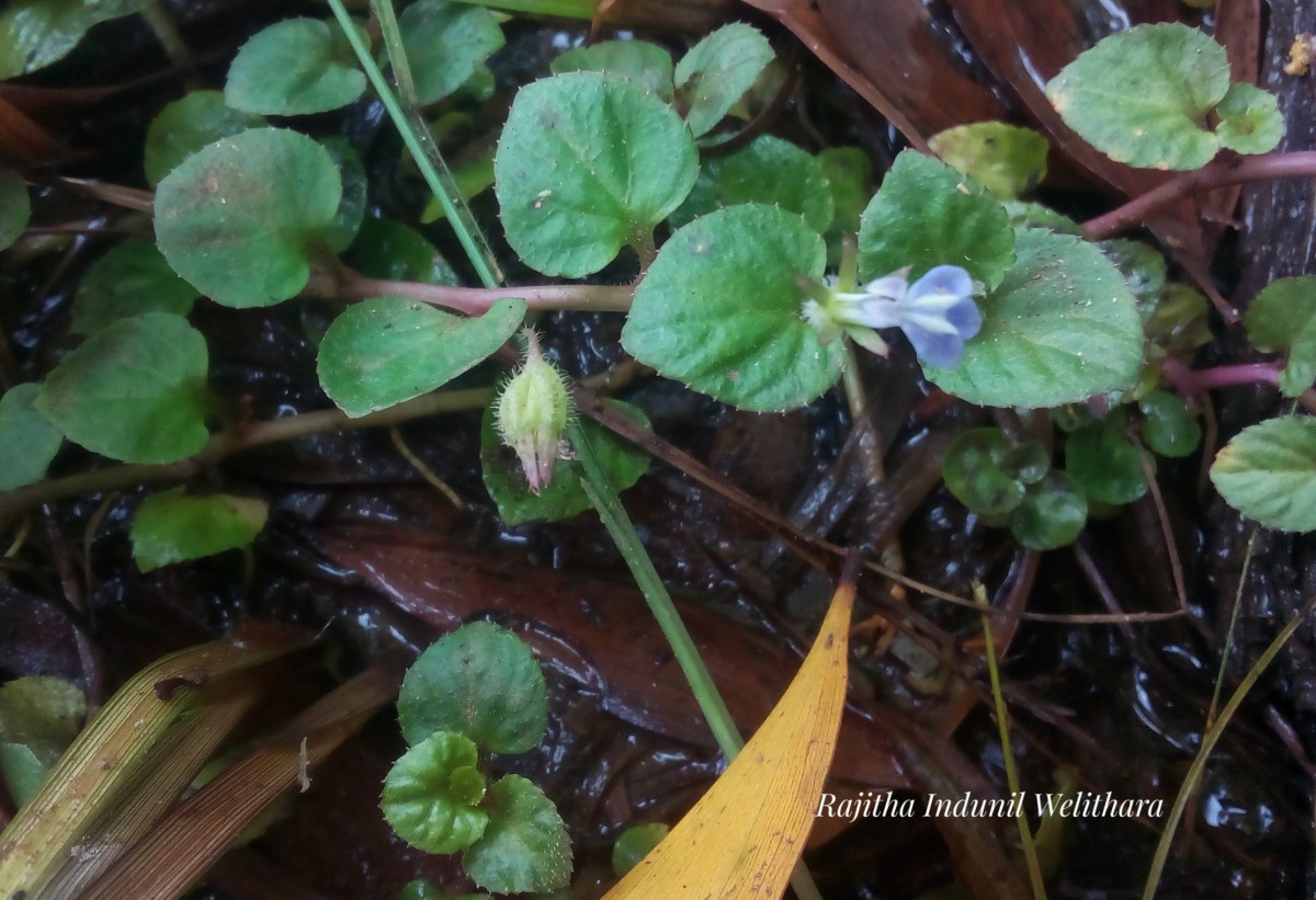 Lobelia zeylanica L.